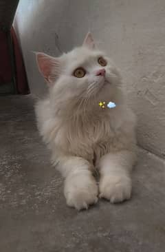 Beautiful Persian female cat with brown eyes