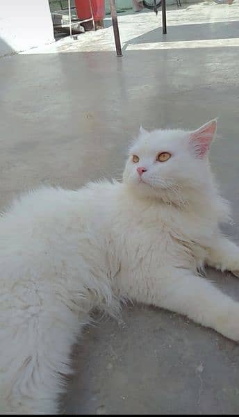 Beautiful Persian female cat with brown eyes 1