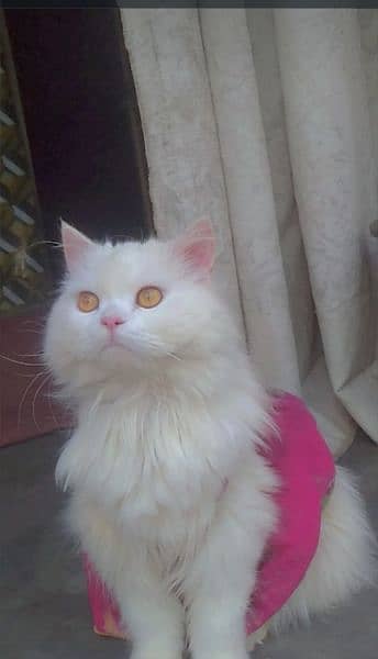 Beautiful Persian female cat with brown eyes 3