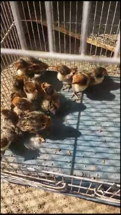 Golden sebright chicks