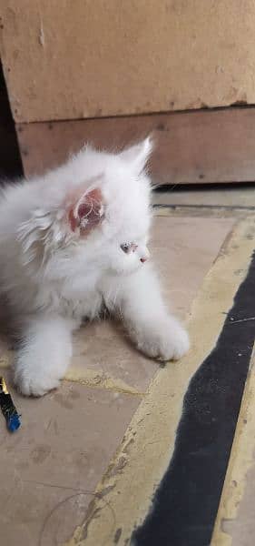 male kitten for sale 1