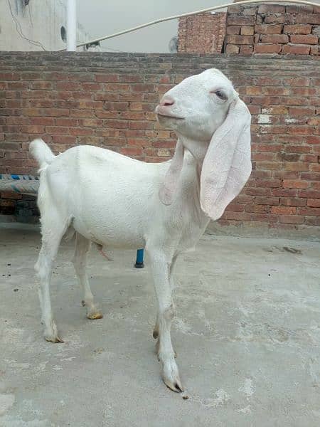 Donda Bakra Urgent sale 0