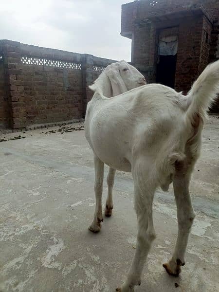 Donda Bakra Urgent sale 2