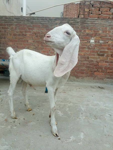 Donda Bakra Urgent sale 3