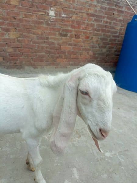 Donda Bakra Urgent sale 4