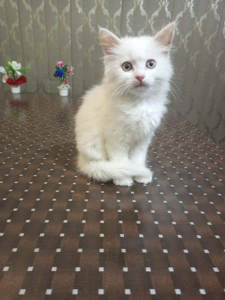 Persian kittens | triple Coated | Punch Face kittens For Sale 0