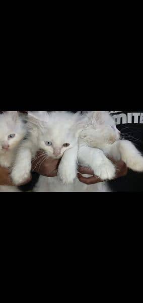 Persian kittens | triple Coated | Punch Face kittens For Sale 1