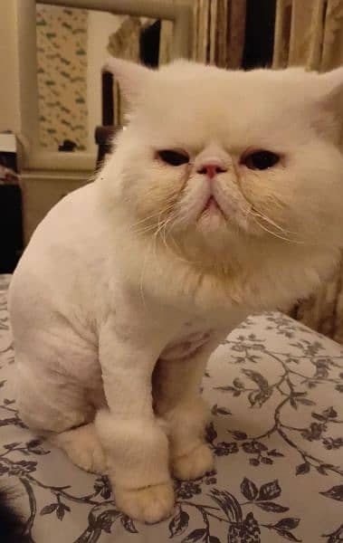 Persian kittens | triple Coated | Punch Face kittens For Sale 2