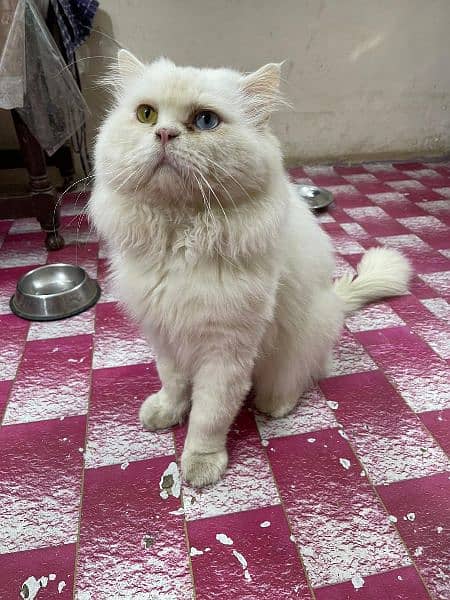 Persian kittens | triple Coated | Punch Face kittens For Sale 3