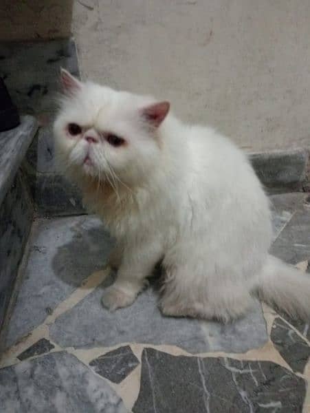 Persian kittens | triple Coated | Punch Face kittens For Sale 4