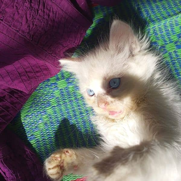 Persian kittens | triple Coated | Punch Face kittens For Sale 6