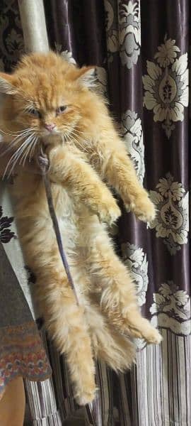 Persian kittens | triple Coated | Punch Face kittens For Sale 7