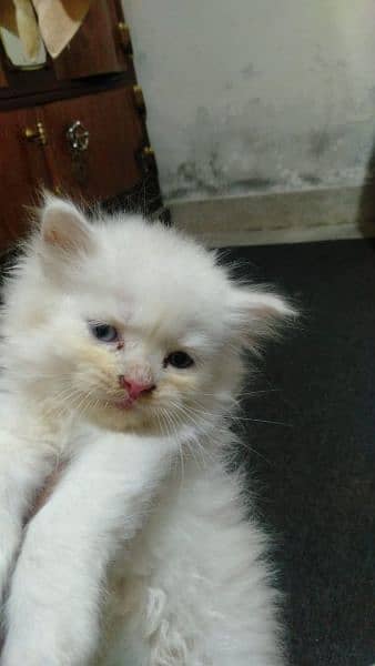 Persian kittens | triple Coated | Punch Face kittens For Sale 8