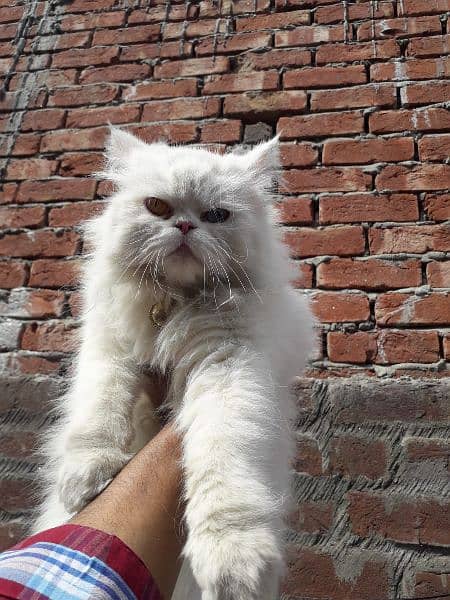 Persian kittens | triple Coated | Punch Face kittens For Sale 13