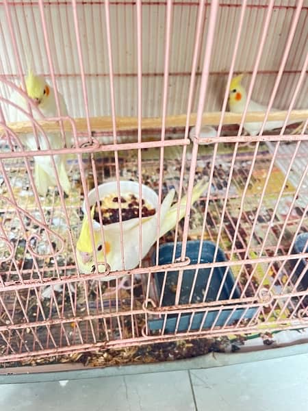 cockatiel pathy for sale 0