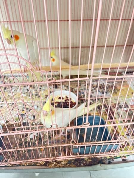 cockatiel pathy for sale 1