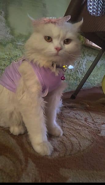 Beautiful Persian female cat with brown eyes 7