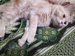 Beautiful persian male cat for sale