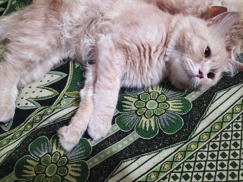 Beautiful persian male cat for sale 0