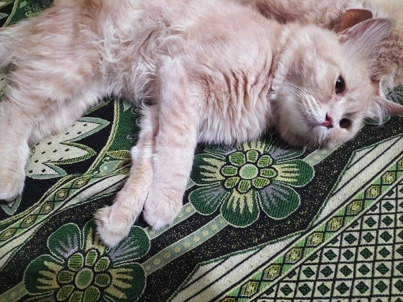 Beautiful persian male cat for sale 1