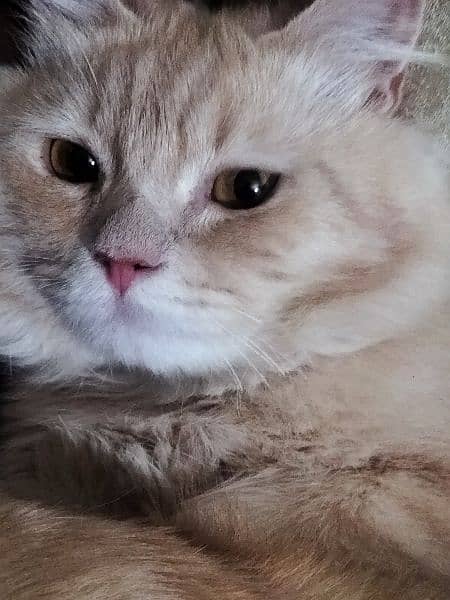 Beautiful persian male cat for sale 2