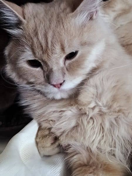 Beautiful persian male cat for sale 3