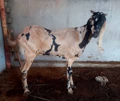 Dood wali bakri goat for sale