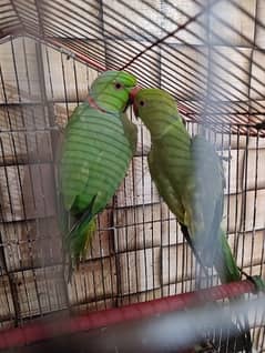 Parrot Pair