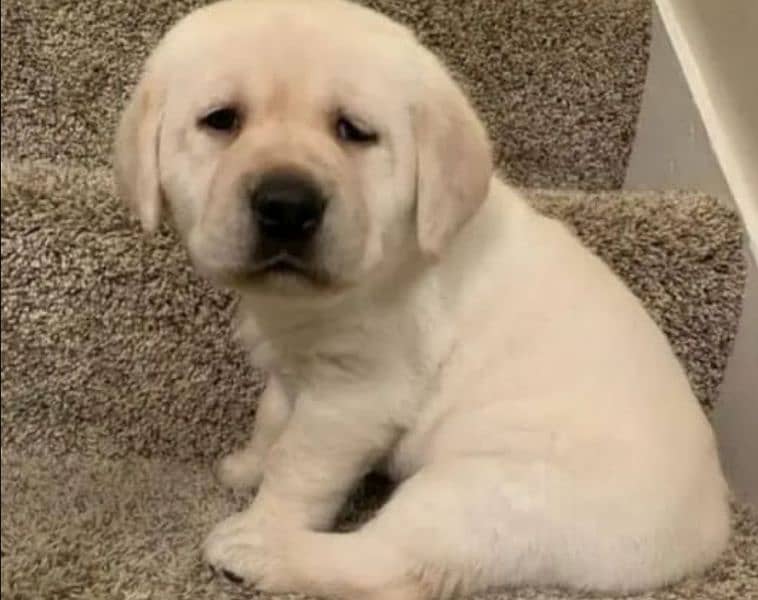 British Labrador puppies 03700502245 0