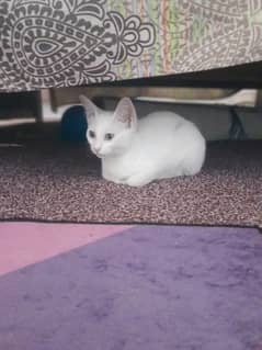 full white tabby female kitten