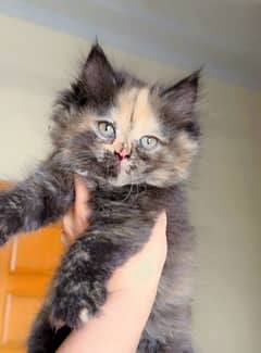 female persian kitten triple coated