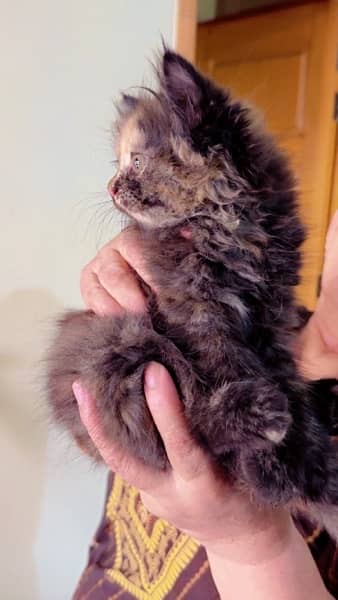 female persian kitten triple coated 1