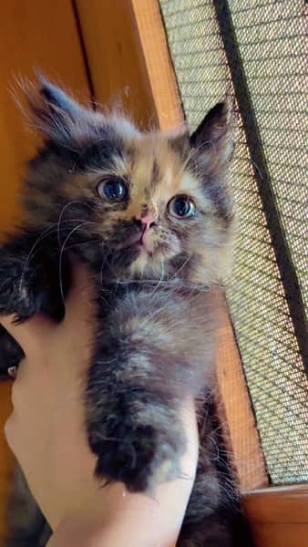 female persian kitten triple coated 2