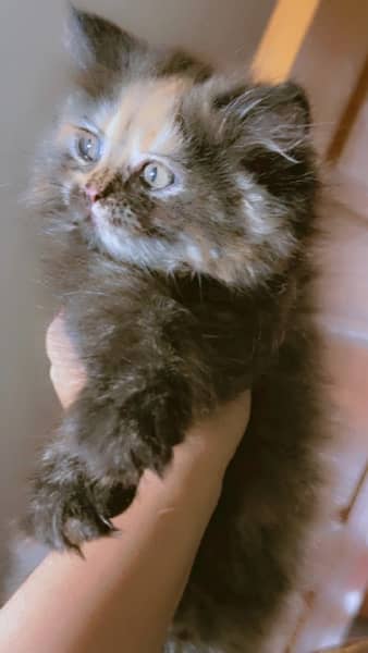 female persian kitten triple coated 4