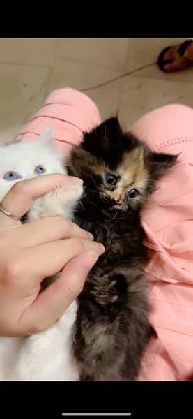 female persian kitten triple coated 5