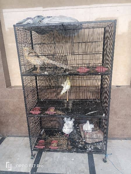 birds cage 0