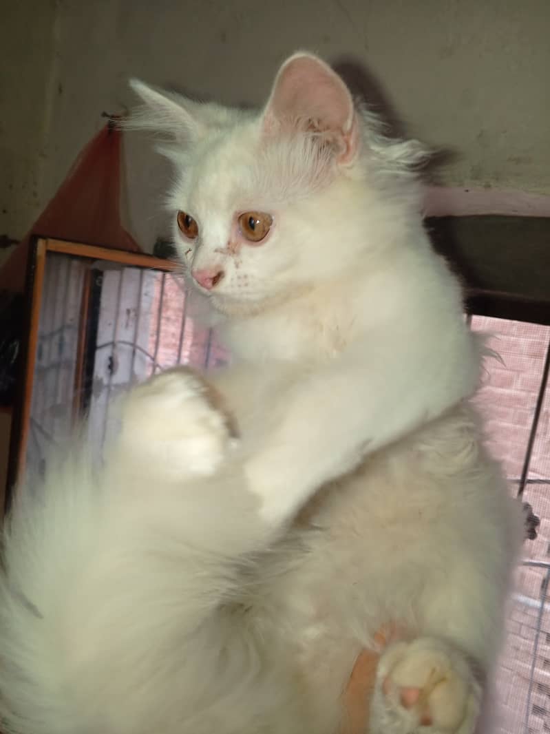 Persian cat doll face, triple coat, 5 months 2