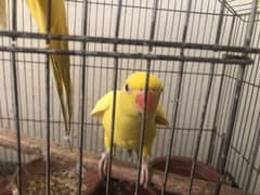 Yellow Parrots | Parrots for sale