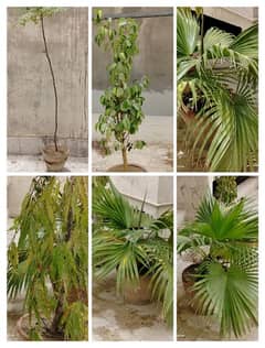 palm Tree ulta ashok with  pots