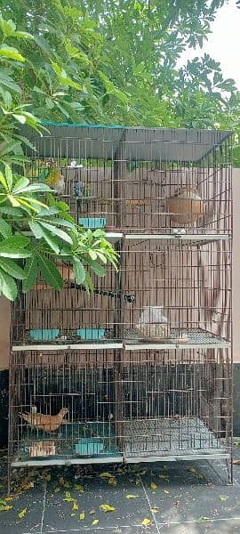 Cage with birds. *URGENT FOR SALE* 1