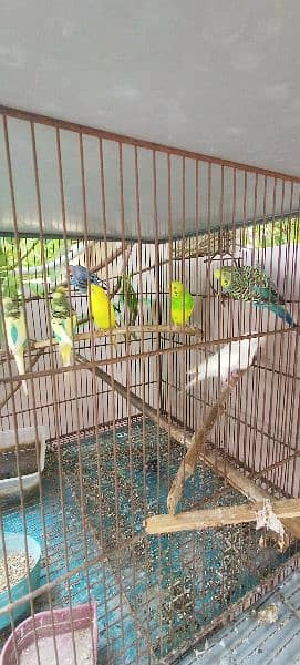 Cage with birds. *URGENT FOR SALE* 2