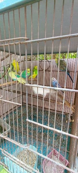 Cage with birds. *URGENT FOR SALE* 3
