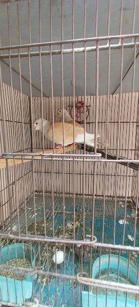 Cage with birds. *URGENT FOR SALE* 5
