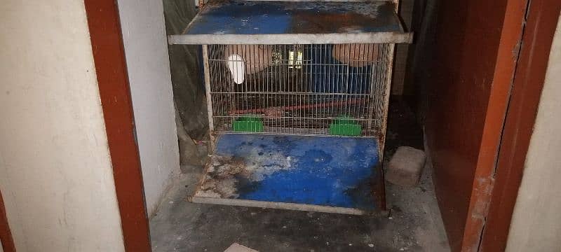 cage for sale 2