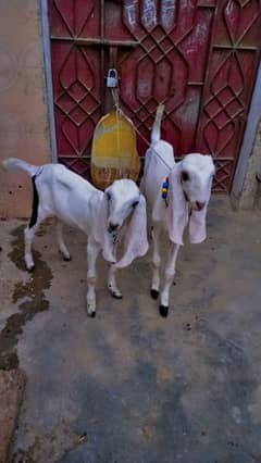 2 female baby goats