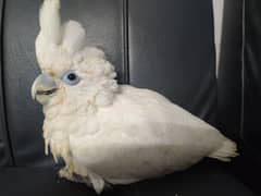 cockatoo / Ducrop Cockatoo / Hand tamed / Parrot