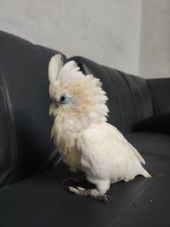 cockatoo / Ducrop Cockatoo / Hand tamed / Parrot