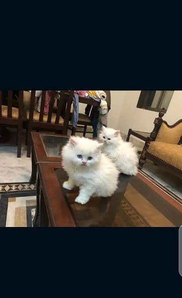 Persian kittens 0