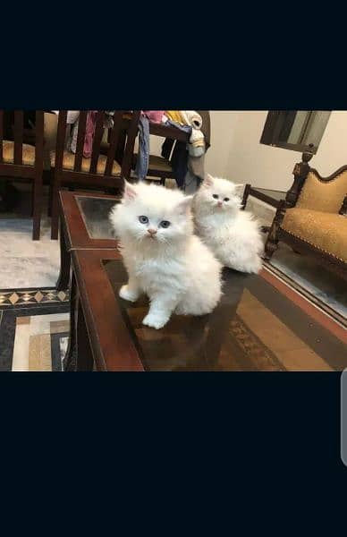 Persian kittens 1