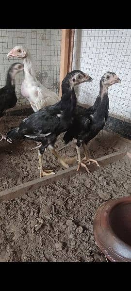 Lassani and Heera chicks 2